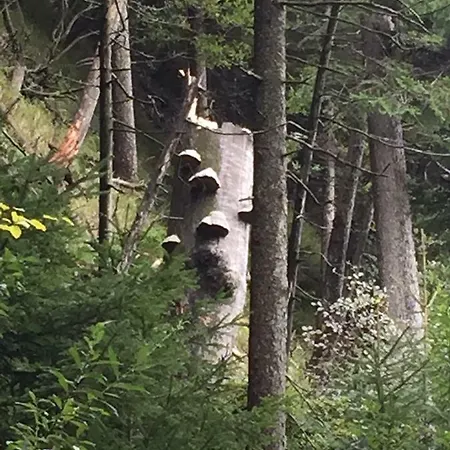 Landhaus Gasthof *